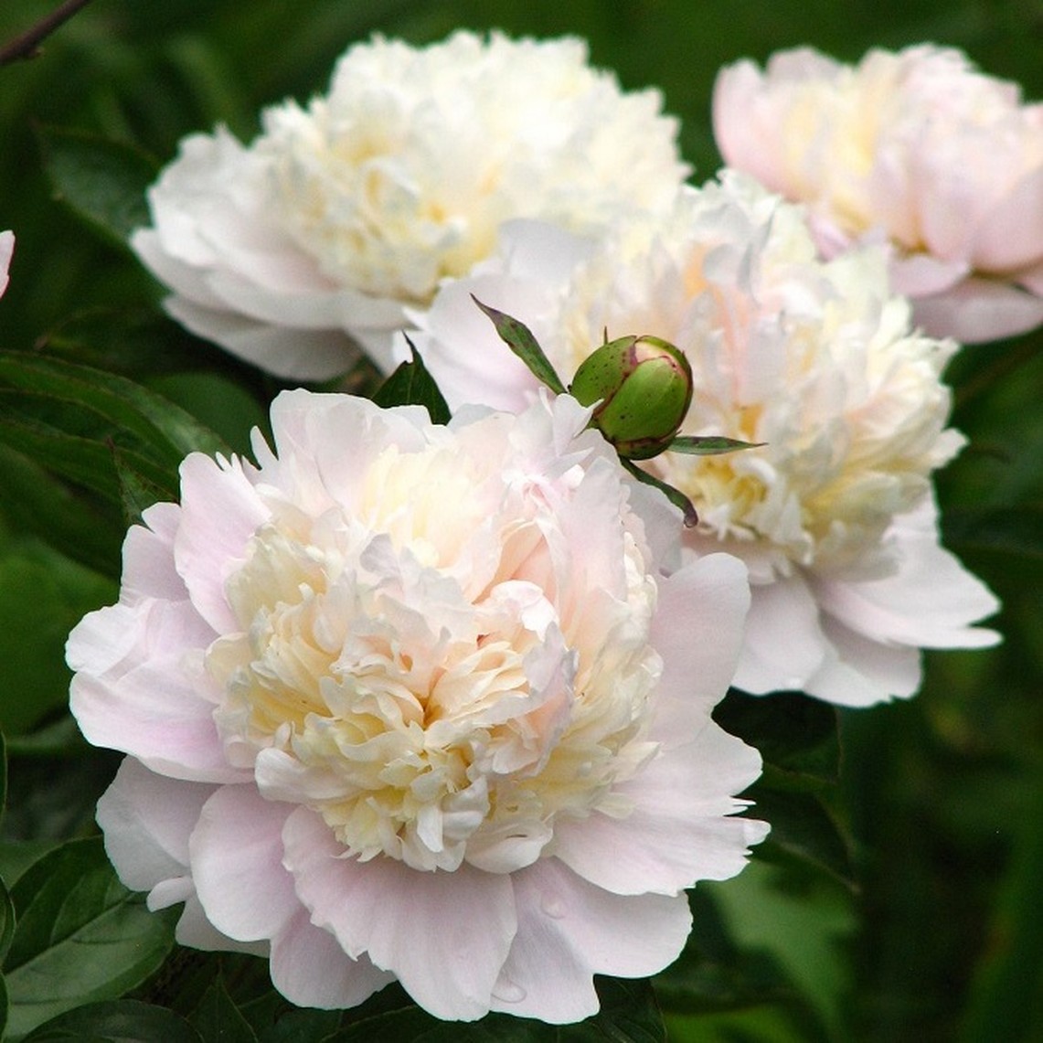 Paeonia lactiflora 'Shirley Temple'